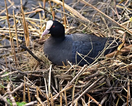 Na czym polega Common Rail? Na czym polega Common Rail?