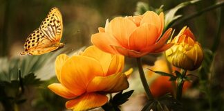 Czy woda deszczowa nadaje się do mycia?