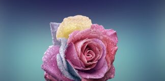 Czym się różni KF od F?