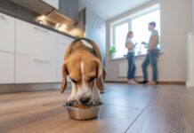 Jakie korzyści przynosi podawanie suchej karmy dla dorosłego psa