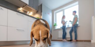 Jakie korzyści przynosi podawanie suchej karmy dla dorosłego psa