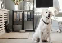 Dom przyjazny zwierzakom