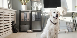 Dom przyjazny zwierzakom: 12 prostych zmian, które robią różnicę Dom przyjazny zwierzakom