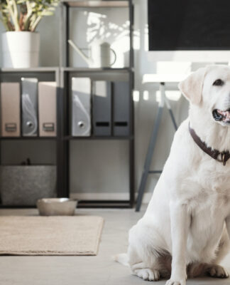 Dom przyjazny zwierzakom: 12 prostych zmian, które robią różnicę Dom przyjazny zwierzakom