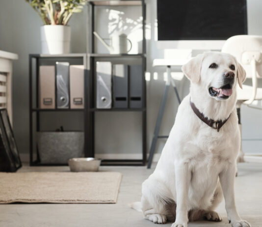 Dom przyjazny zwierzakom