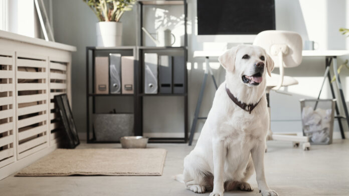 Dom-przyjazny-zwierzakom-12-prostych-zmian_-które-robią-różnicę Dom przyjazny zwierzakom