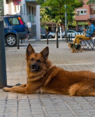 Zwierzak w mieście: jak ułatwić sobie codzienne spacery Zwierzak w mieście