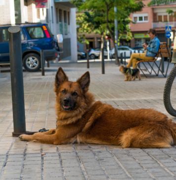 Zwierzak w mieście: jak ułatwić sobie codzienne spacery Zwierzak w mieście